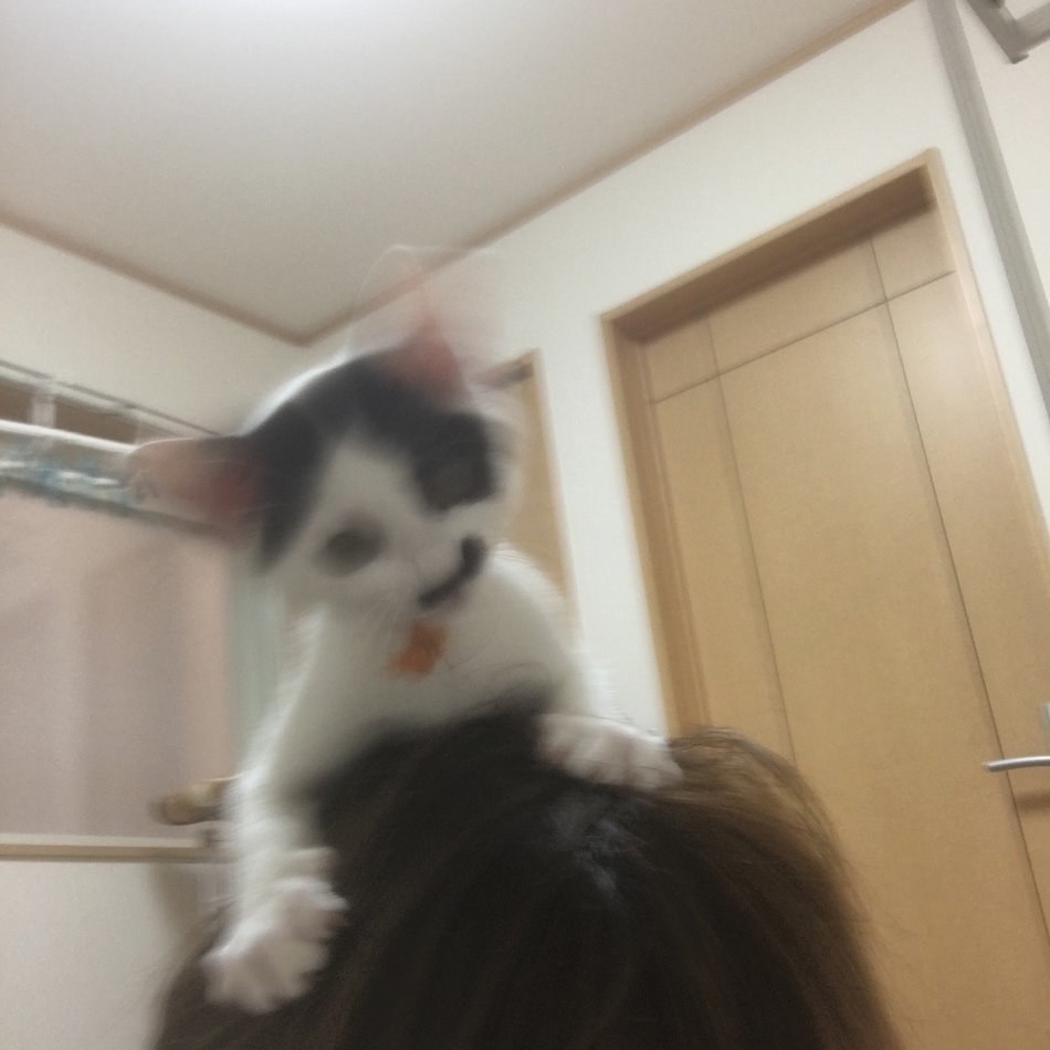 かりんのカバー写真