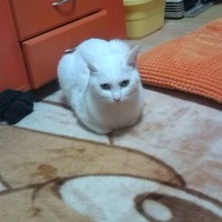 みるく