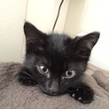活発な黒猫・こと君