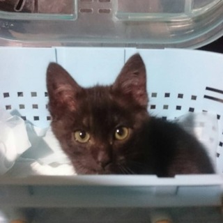 ゴロゴロちゃんです。