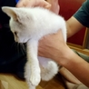 【交渉中】ほぼ白✨オッドアイ子猫の里親募集 サムネイル2