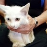 【交渉中】ほぼ白✨オッドアイ子猫の里親募集 サムネイル3