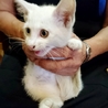 【交渉中】ほぼ白✨オッドアイ子猫の里親募集 サムネイル4