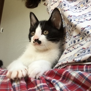 仔猫ちゃんの里親さんになって下さい‼️