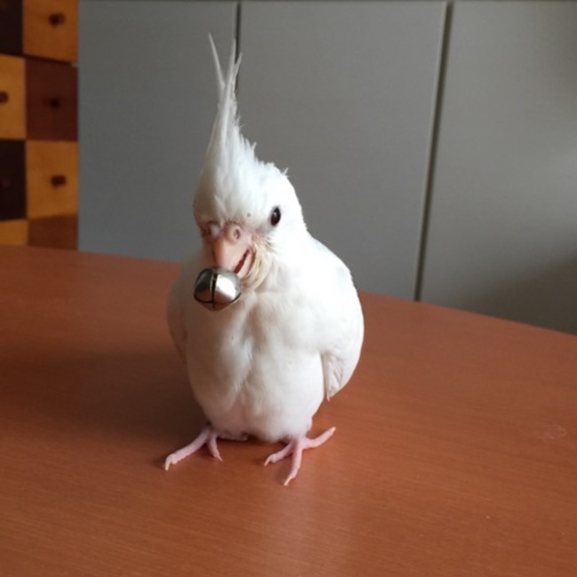 hana1504のカバー写真
