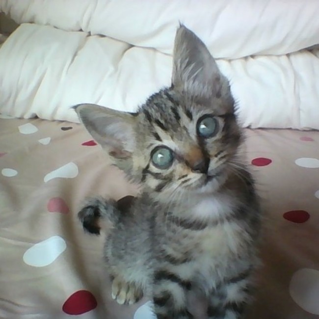 きてぃ-のカバー写真