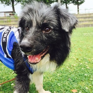 ボーダーコリー　クルーク♂推定２～３歳家族募集中！