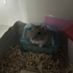 ハムはオスの方がかわいい！？