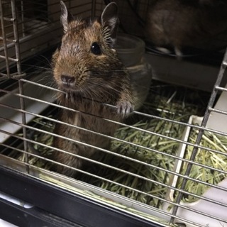 デグー 半年 里親様募集