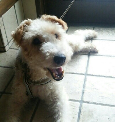 おとなしく甘えん坊のワイ」奈良県 - 犬の里親募集(119253