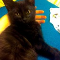 甘えんぼで声の可愛い黒猫ネイサン(4ヶ月)♂