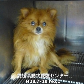 殺処分になる前に、優しい家族に出会えますように…