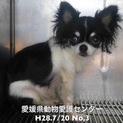 愛媛県動物愛護センターに収容されています！