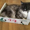 ももちゃんるかちゃんママ
