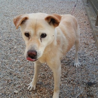 人に媚びないべら君