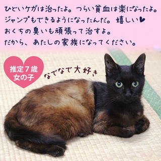 かしこくて小柄で人恋しい女の子