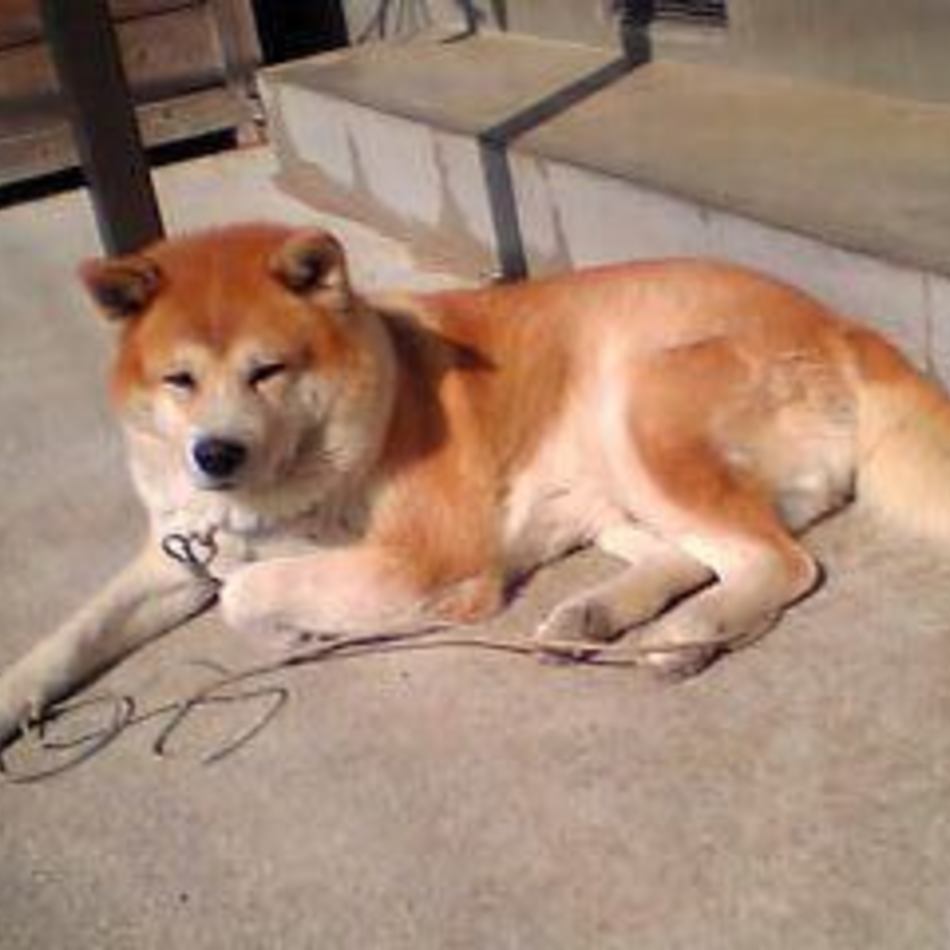 光のカバー写真