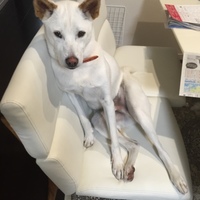 ラブ