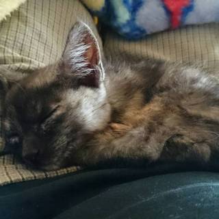 生後２，３ヶ月のメスです。