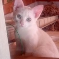 3ヶ月未満の子猫⭐️恥ずかしがり屋のシロ