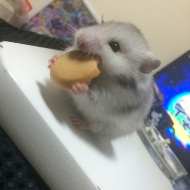 nanahachiのカバー写真