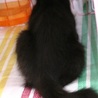 人馴れしています半長毛黒猫スーちゃん♂約4か月　　 サムネイル3