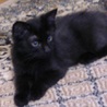 人馴れしています半長毛黒猫スーちゃん♂約4か月　　 サムネイル7
