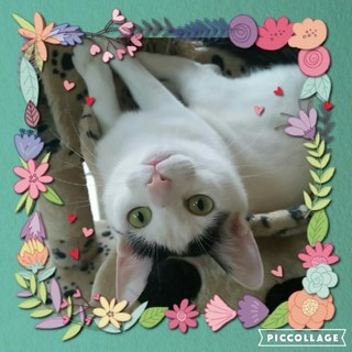 原発被災地で生きてた尊い命