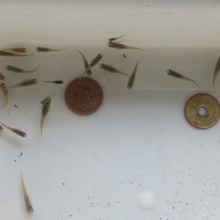 クロメダカ稚魚の里親、決定しました♪