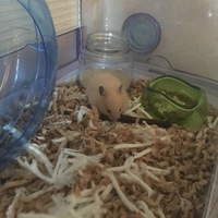 小麦