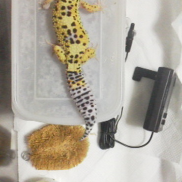 ひーちゃんの模様と、飼育環境です。　ケージの下にヒーターを敷いています。