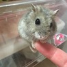 ココレオナ