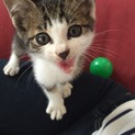 子猫の里親募集！