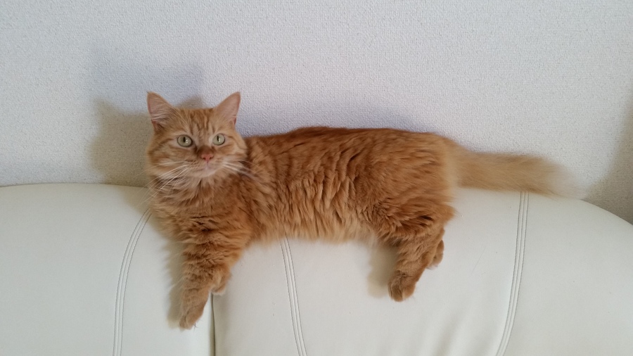 黄金の胴長短足マンチ3才、10月で4才(*^ーﾟ) サムネイル1