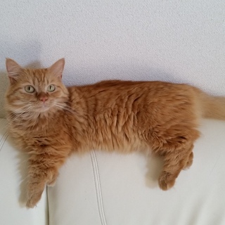 黄金の胴長短足マンチ3才、10月で4才(*^ーﾟ)