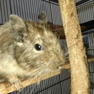デグーの飼い主様募集(オスメス計2匹)
