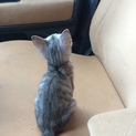 美人子猫ちゃん