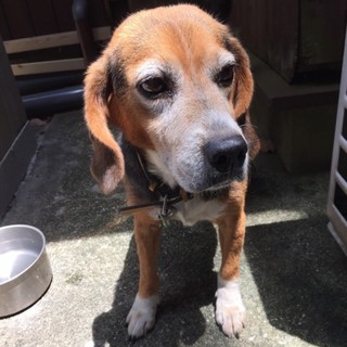 ビーグル！元気な男の子