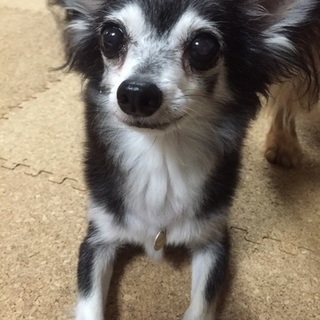 チワワの女の子　紫花（すみれ）ちゃん　