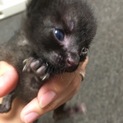生後まもない子猫ちゃん☆黒毛にブルーアイ☆