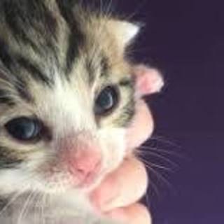 ミルクを飲んで人の指を吸いながら眠る子猫