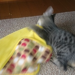 「雅(みやび)さん、今日の爪切り訓練は...延期です」サムネイル2