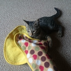 「雅(みやび)さん、今日の爪切り訓練は...延期です」サムネイル1