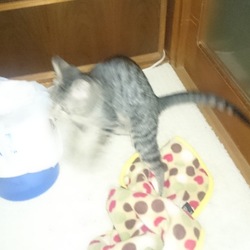 「雅(みやび)さん、今日の爪切り訓練は...延期です」サムネイル3