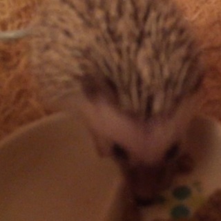 ハリネズミ元気な男の子♡