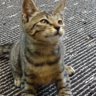 キジの女の子！キキ！お兄ちゃんと一緒におうち探し