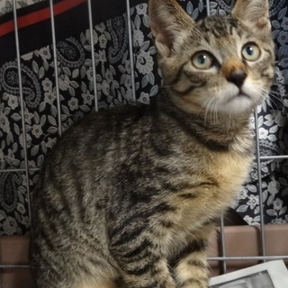 キジの男の子！ジジ！キキと一緒におうち探し