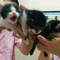 へその緒が取れたての生後間もない子猫！（3匹）