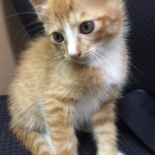 甘えん坊の茶白君