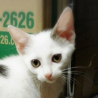 ママ猫が命懸けで産んだ赤にゃん達